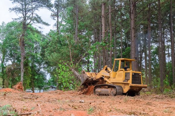 Cost of Forestry Clearing in Denver