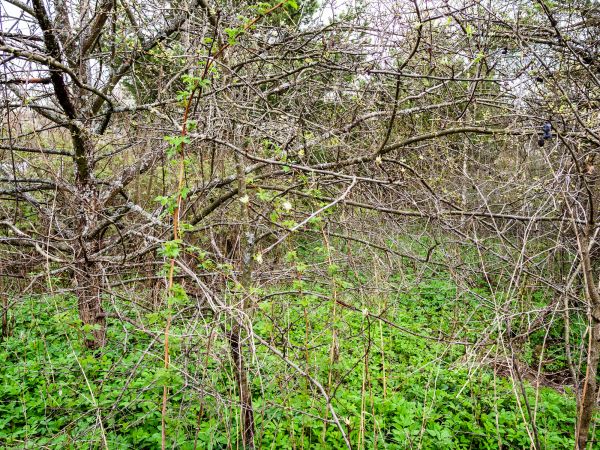 Underbrush Clearing in Denver