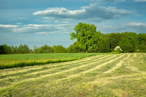Cost of Vegetation Removal in Denver