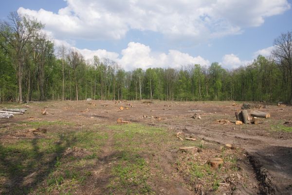 Cost of Pasture Clearing in Denver