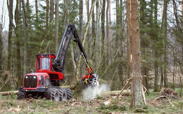Cost of Forest Clearance Service in Denver