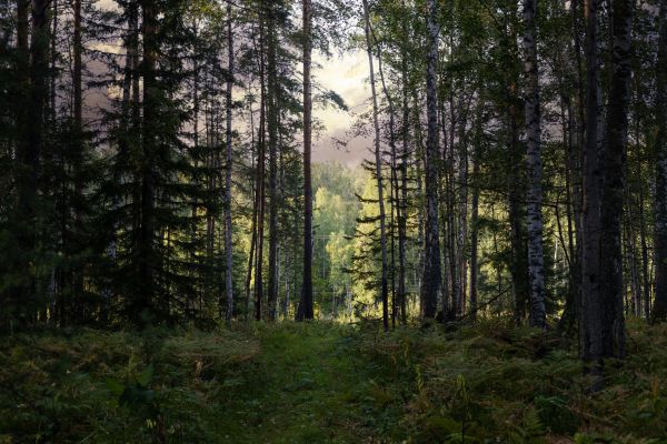Cost of Pine Tree Clearing in Denver