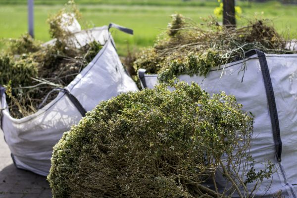 Cost of Bushes Clearing in Denver