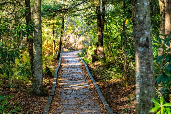 Cost of Trail Clearing in Denver